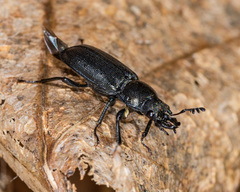 Platycerus