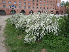 Spiraea cinerea