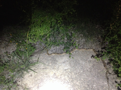 Bogertophis subocularis