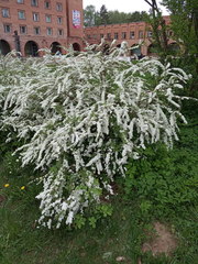 Spiraea cinerea