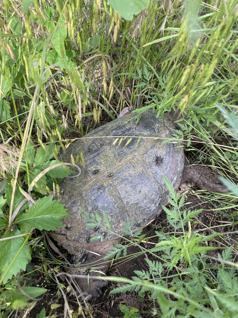 Common Snapping Turtle from N Portland Ave, Oklahoma City, OK, US on ...