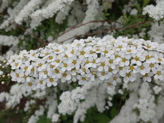 Spiraea cinerea