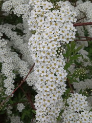 Spiraea cinerea