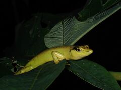 Sanford's Emo Skink photo 5