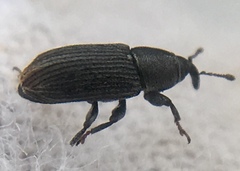 Mecinus pyraster