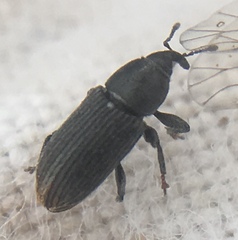 Mecinus pyraster
