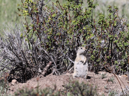 Wyoming Ground Squirrel