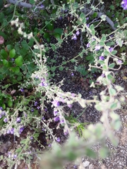 Sairocarpus nuttallianus