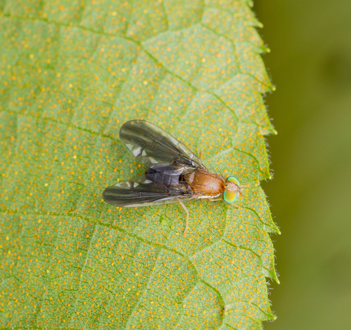 Hemilea clarilimbata