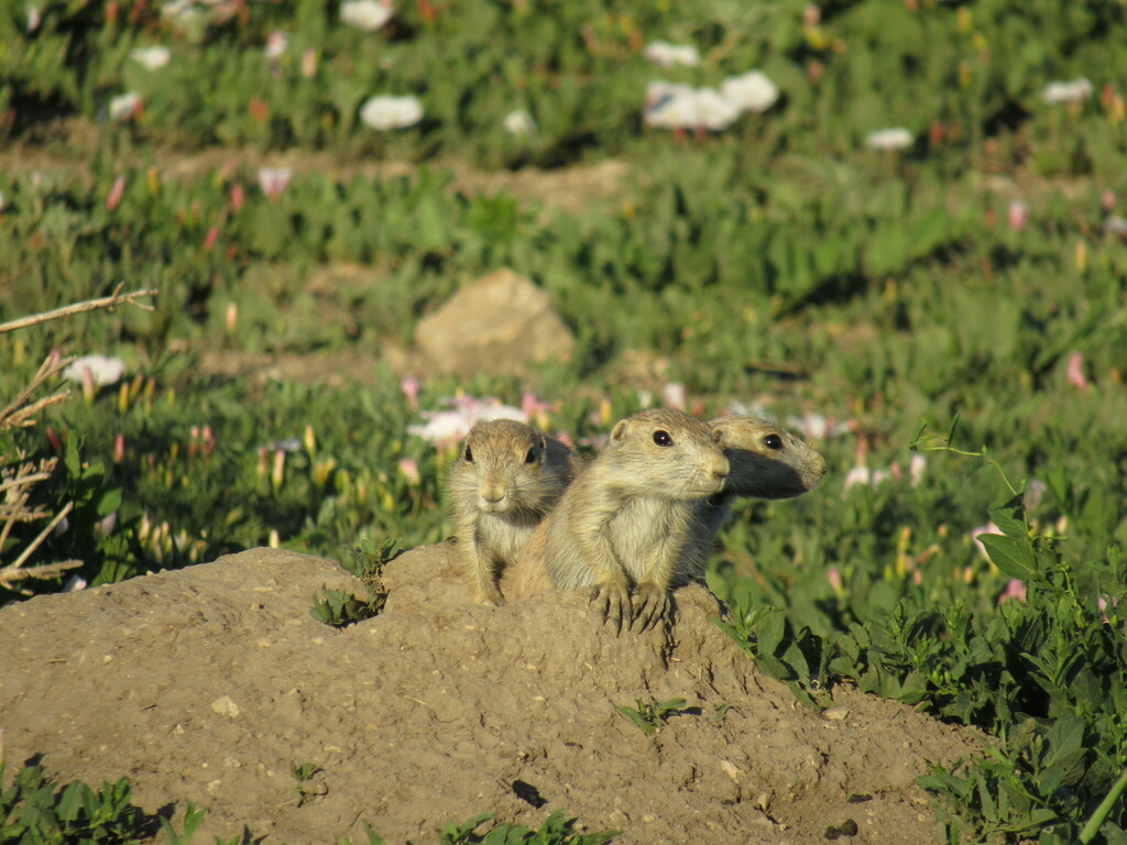 Prairie Dog (Cynomys ludovicianus)
