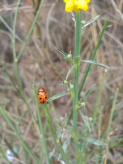 Cryptocephalus infirmior