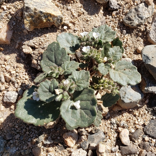 Image of Phacelia neglecta by no rights reserved