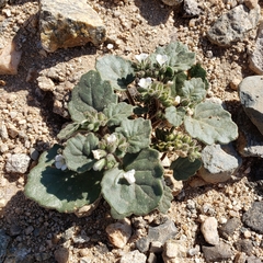 Phacelia neglecta