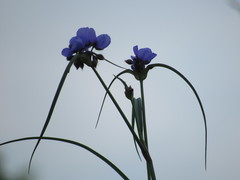 Tradescantia