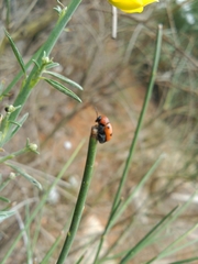 Cryptocephalus infirmior