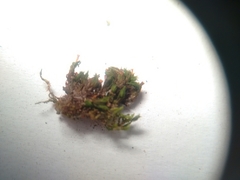 Orthotrichum strangulatum