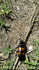 Nicrophorus marginatus