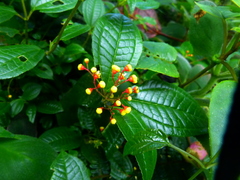 Miconia hymenanthera