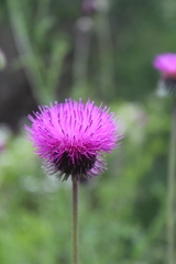 Carduus defloratus