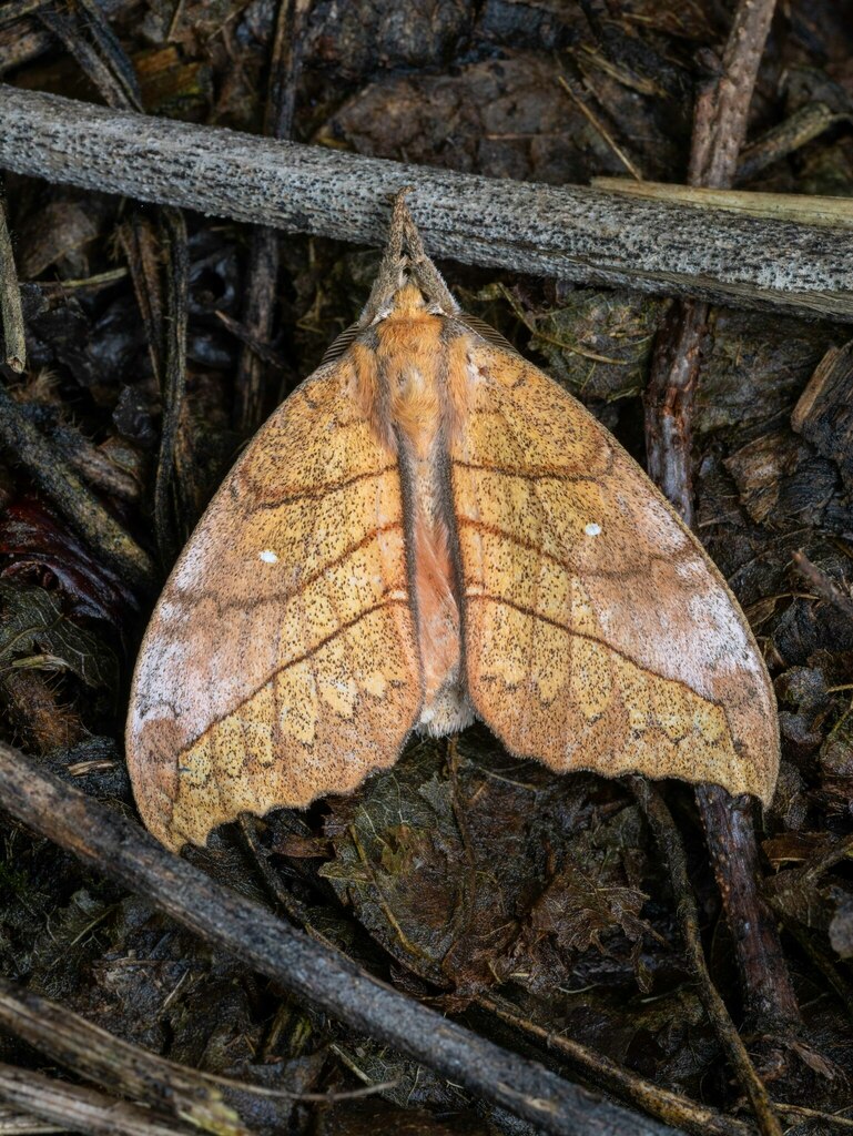 Periergosinae