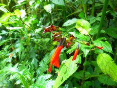 Salvia quitensis