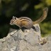 Olympic Chipmunk - Photo (c) Jim Danzi, some rights reserved (CC BY-NC), uploaded by Jim Danzi