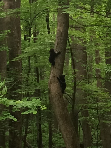 American Black Bear photographed in Tennessee