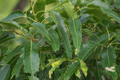 Quercus acutissima