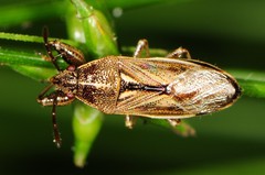 Oedancala dorsalis
