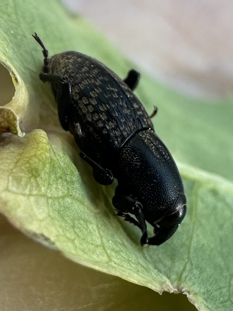 Rocky Mountain Billbug in June 2024 by lisamason · iNaturalist