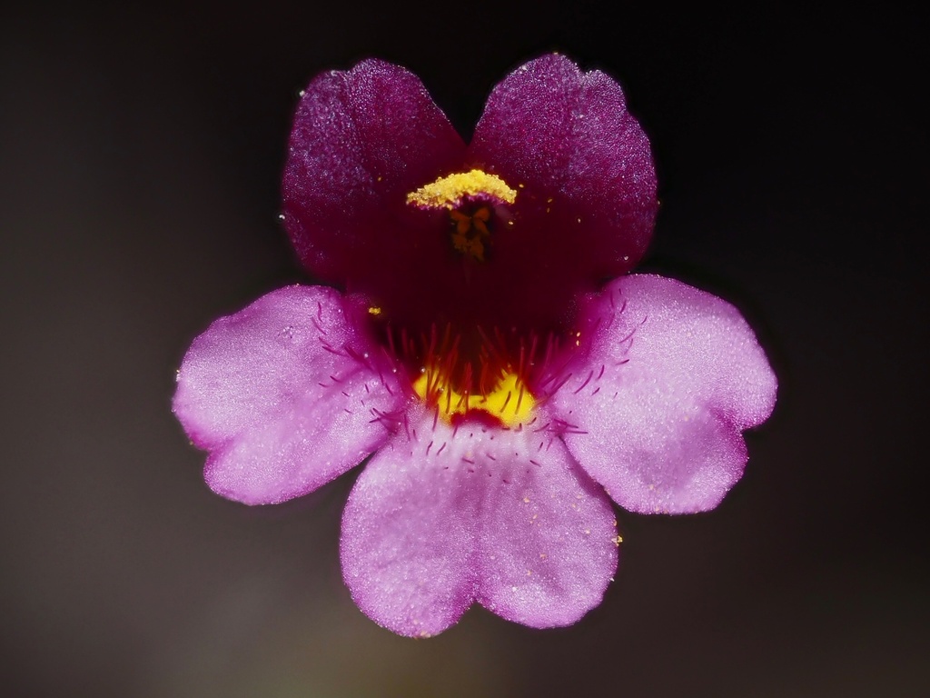 little purple monkeyflower