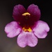 Little Purple Monkeyflower - Photo (c) nathantay, some rights reserved (CC BY-NC)