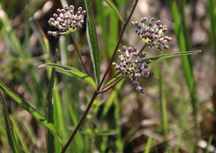 Asclepias longifolia