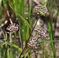 Asclepias longifolia