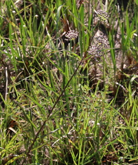 Asclepias longifolia