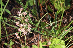 Asclepias michauxii