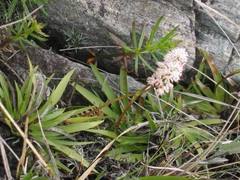 Tofieldia coccinea