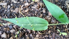 Dichanthelium latifolium