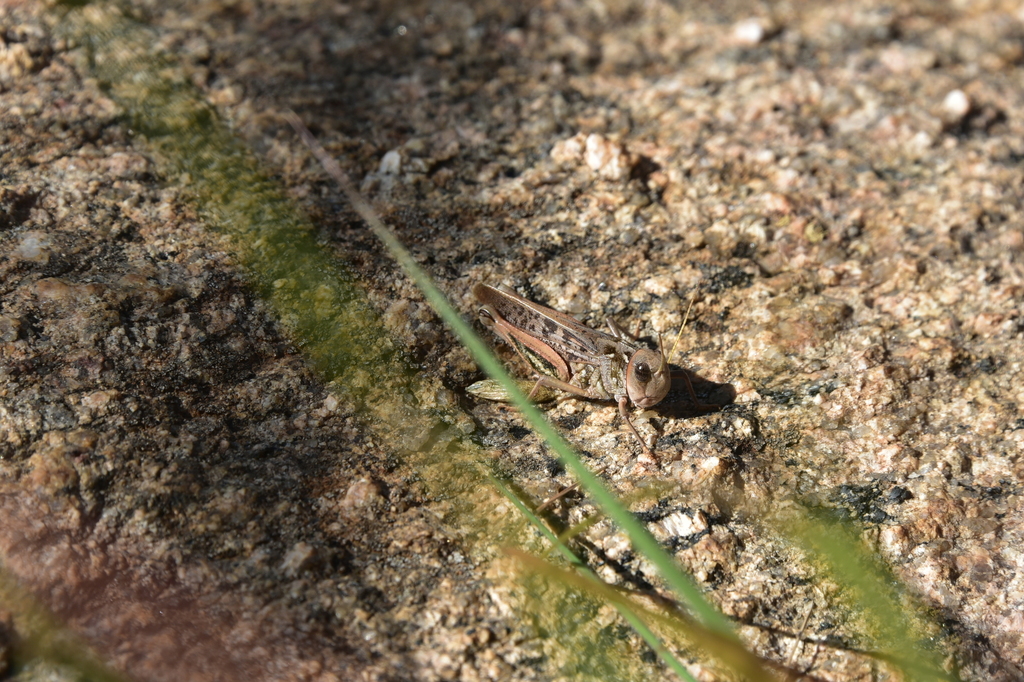 Pycnocrania