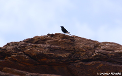 Oenanthe leucura