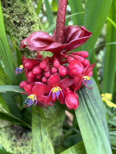 Crimson medinilla (Medinilla miniata)