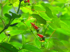 Tropaeolum adpressum