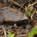 Eastern Narrow-mouthed Toad - Photo (c) matt_whitbeck, some rights reserved (CC BY-NC)