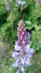 Lupinus perennis