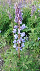 Lupinus perennis