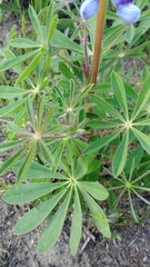 Lupinus perennis