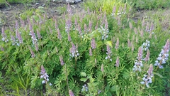 Lupinus perennis