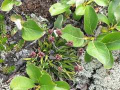Tofieldia coccinea