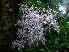 Cyrtochilum ramosissimum