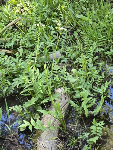 Image of Oxypolis fendleri by (c) Alan Rockefeller, some rights reserved (CC BY)